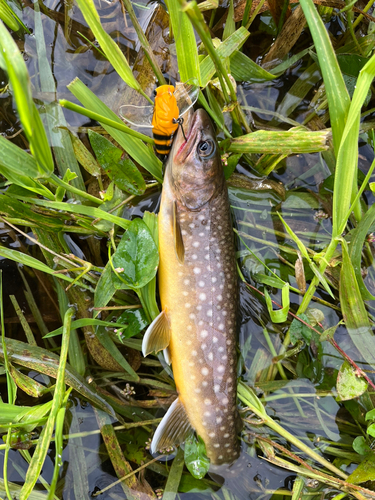 アメマスの釣果