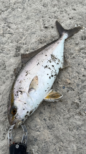 ショゴの釣果