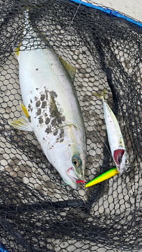 イナダの釣果