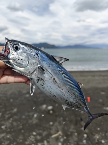 スマガツオの釣果