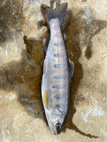 アマゴの釣果