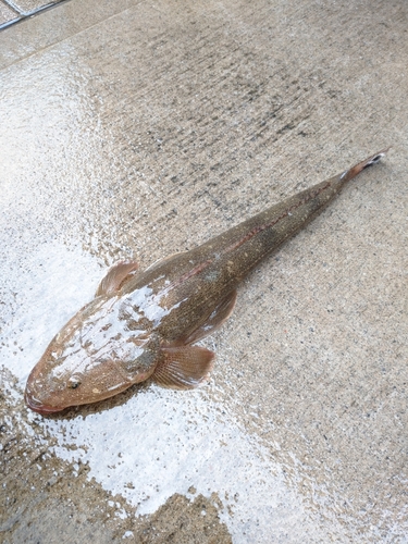 マゴチの釣果