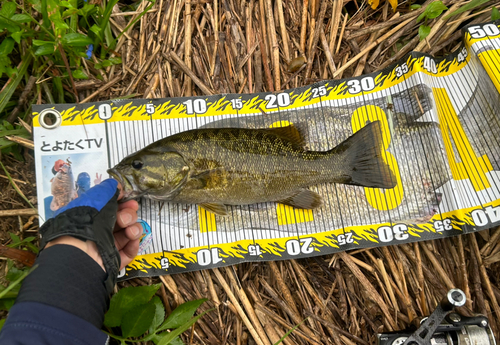 スモールマウスバスの釣果