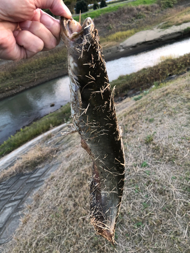 ナマズの釣果