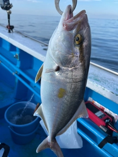 カンパチの釣果