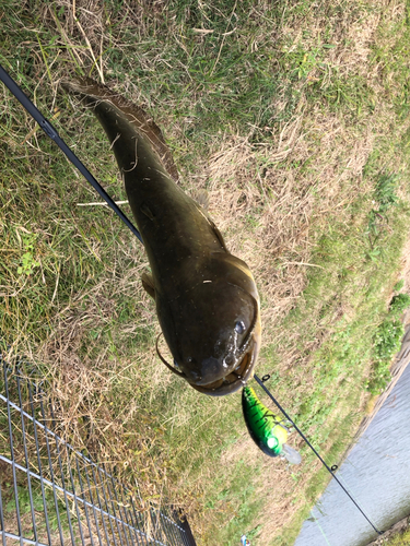 ナマズの釣果