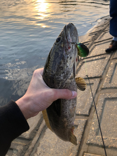 ライギョの釣果