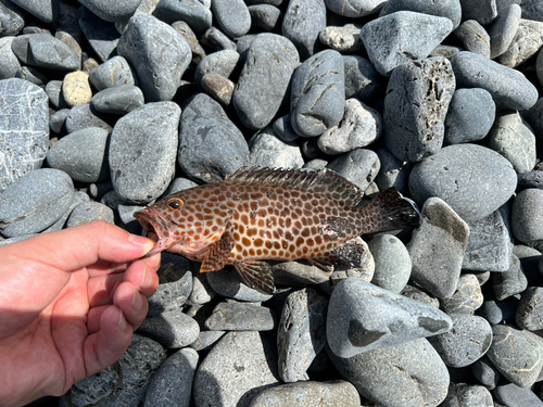 オオモンハタの釣果