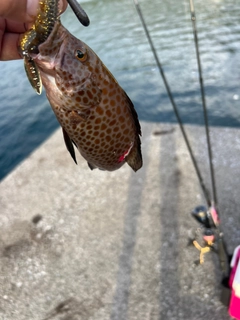 オオモンハタの釣果