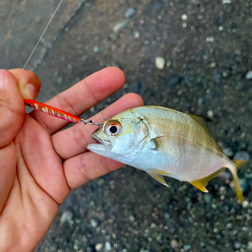 メッキの釣果