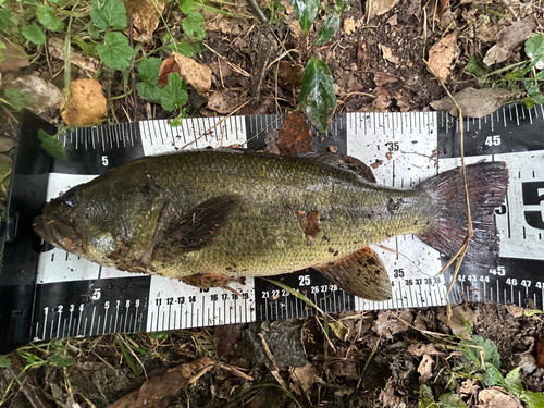 ブラックバスの釣果