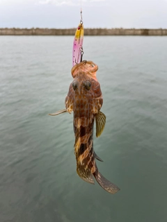 キジハタの釣果