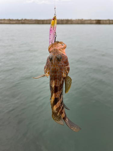 キジハタの釣果