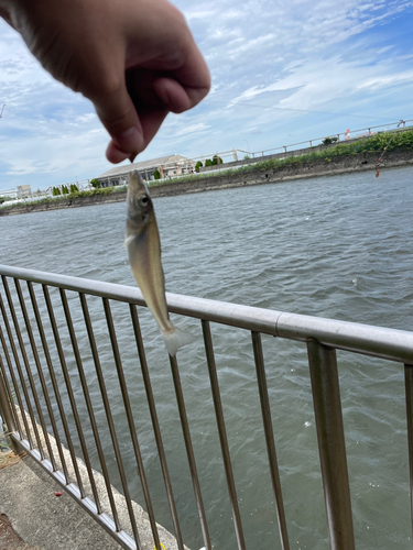 シロギスの釣果