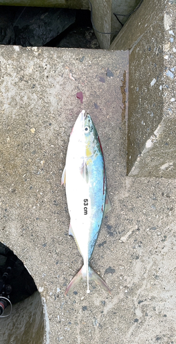 イナダの釣果