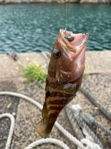 キジハタの釣果