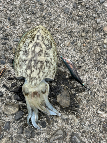 コウイカの釣果