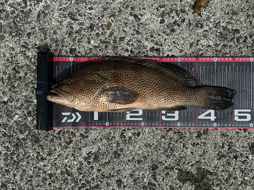 オオモンハタの釣果