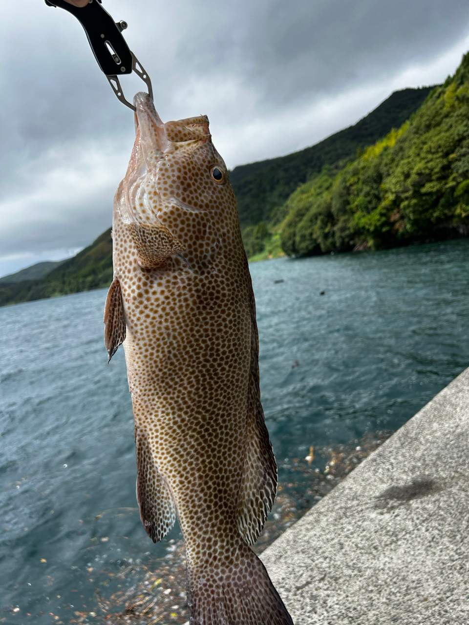 オオモンハタ