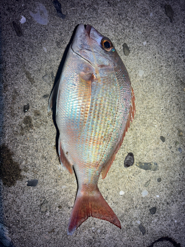 マダイの釣果