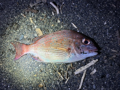 クロサギの釣果