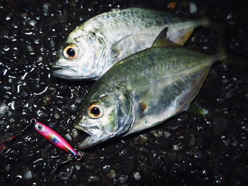 メッキの釣果