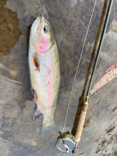 ニジマスの釣果