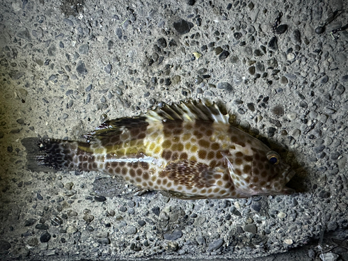 オオモンハタの釣果