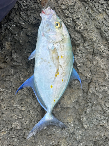 カスミアジの釣果