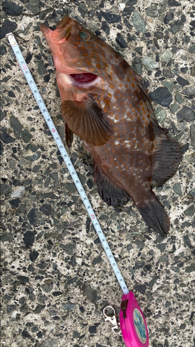 キジハタの釣果