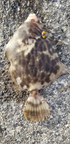 カワハギの釣果