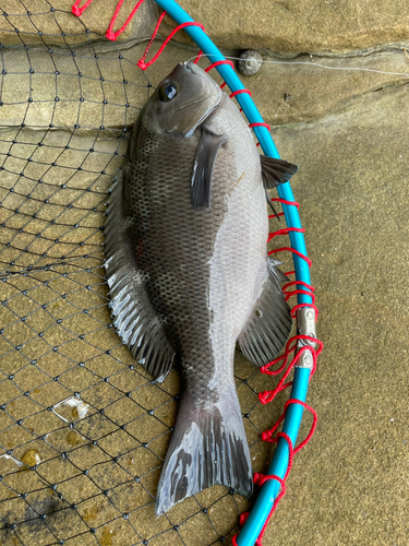 メジナの釣果