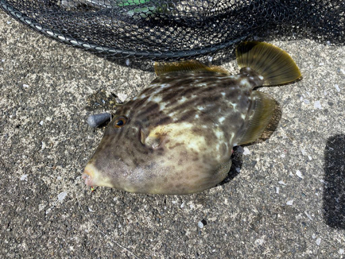 カワハギの釣果