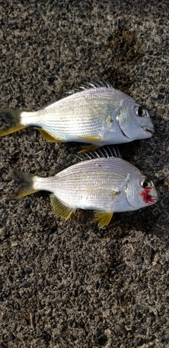 ヘダイの釣果