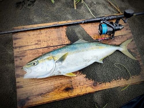 イナダの釣果