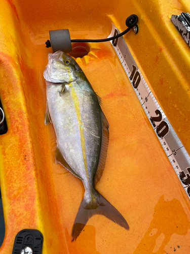 カンパチの釣果