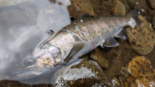 アマゴの釣果