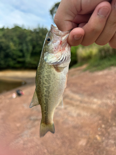 ラージマウスバスの釣果