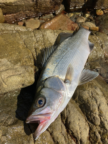 ヒラスズキの釣果