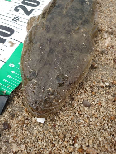 マゴチの釣果