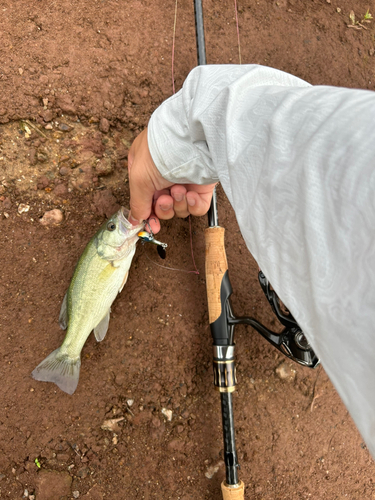 ラージマウスバスの釣果