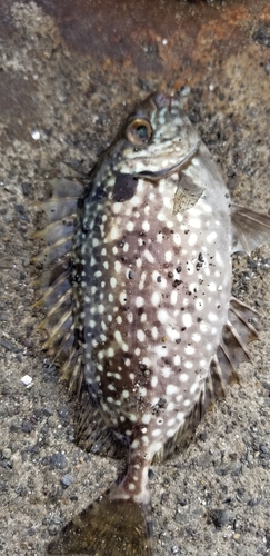 アイゴの釣果