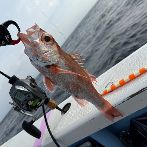 アカムツの釣果