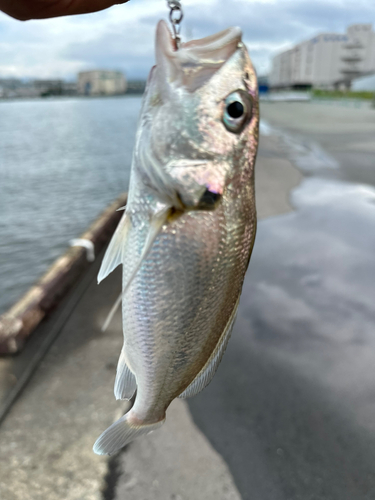 シログチの釣果