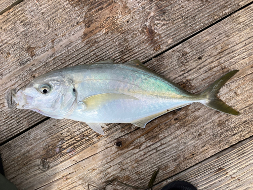 シマアジの釣果