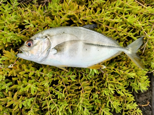 メッキの釣果