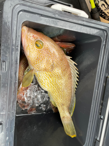 アオハタの釣果