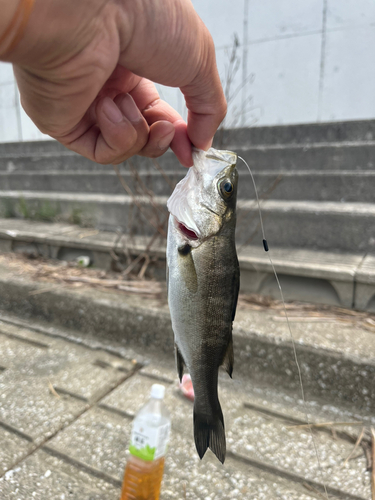 セイゴ（マルスズキ）の釣果