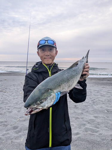 サケの釣果