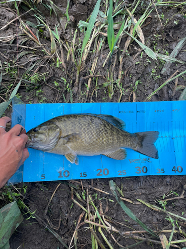 スモールマウスバスの釣果